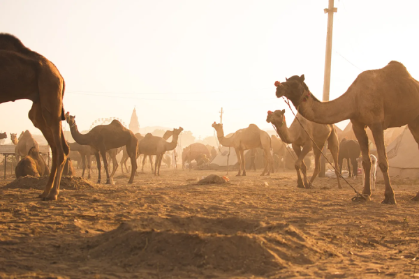 camels